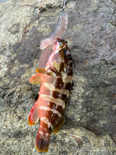 アカハタの釣果