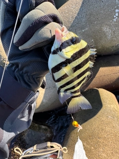 サンバソウの釣果