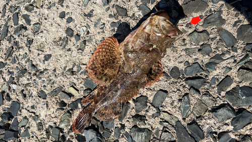 オニカサゴの釣果