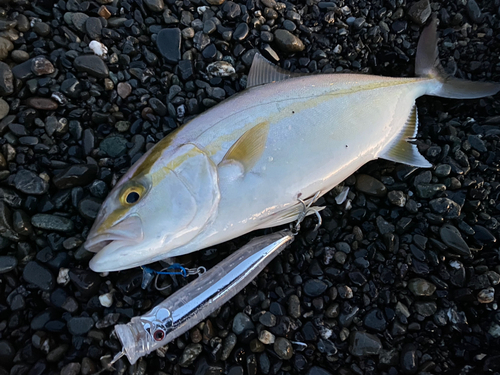 ショゴの釣果