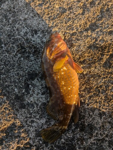 アコウの釣果