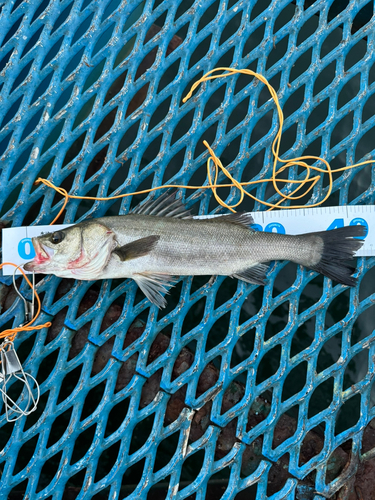 フッコ（マルスズキ）の釣果