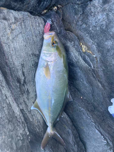 ショゴの釣果