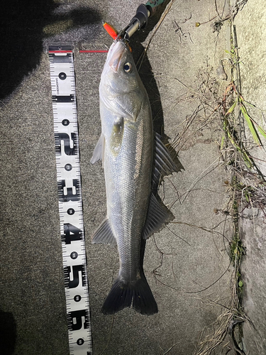 シーバスの釣果