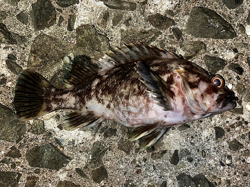 オウゴンムラソイの釣果