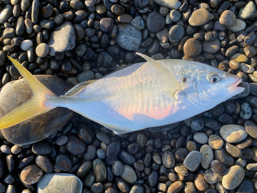 シマアジの釣果