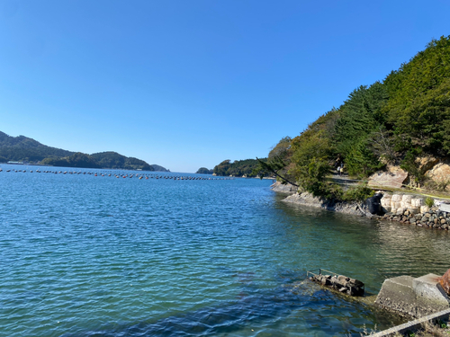 マハゼの釣果