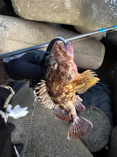 カサゴの釣果