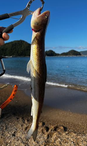 サゴシの釣果