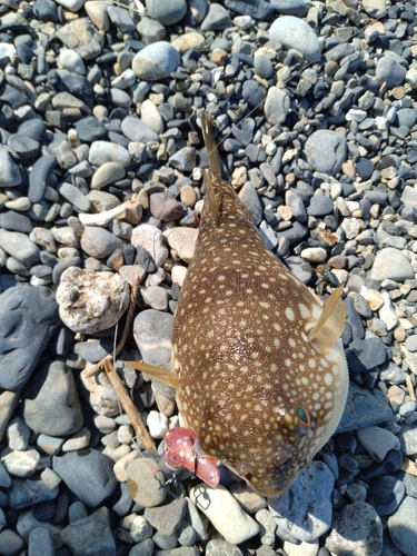 フグの釣果