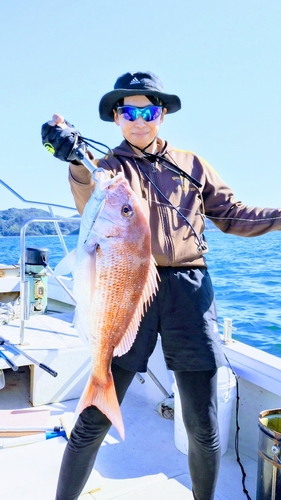 マダイの釣果