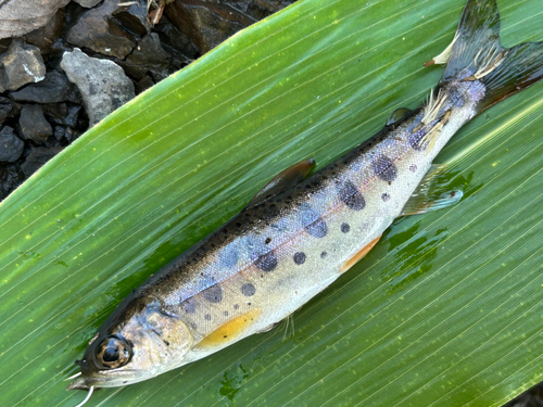 ヤマメの釣果