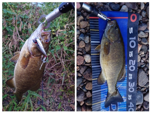 スモールマウスバスの釣果