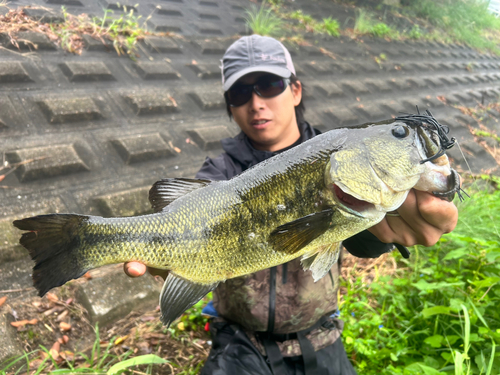 ブラックバスの釣果