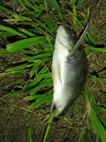 キチヌの釣果