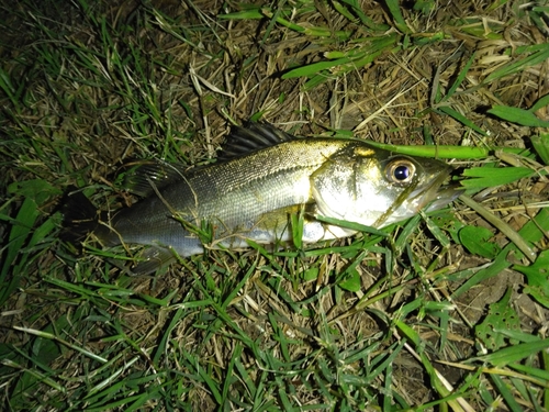 セイゴ（マルスズキ）の釣果