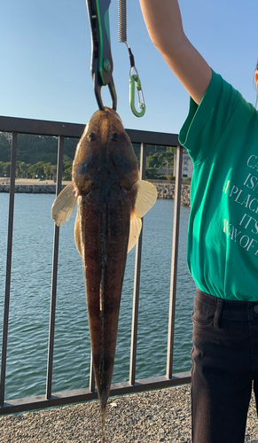 マゴチの釣果