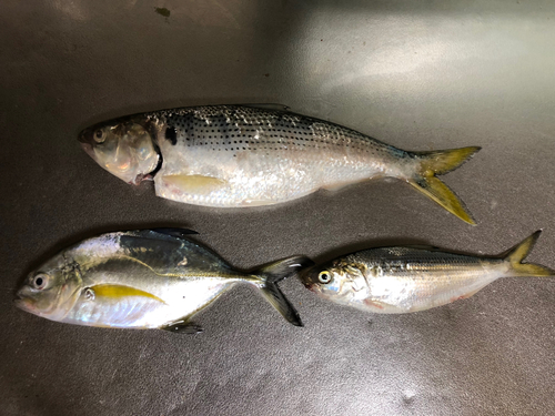 コノシロの釣果