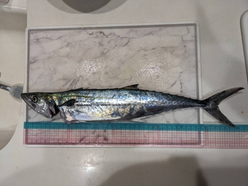 サゴシの釣果