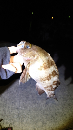 メバルの釣果