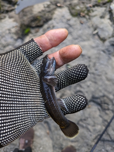 カジカの釣果