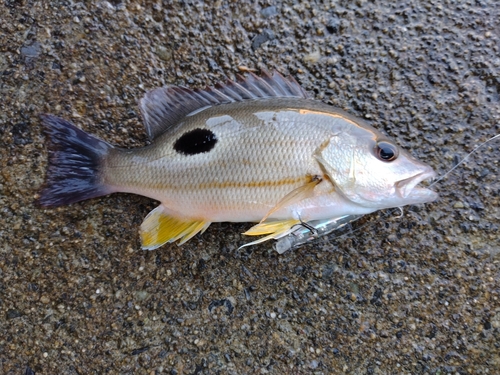 クロホシフエダイの釣果