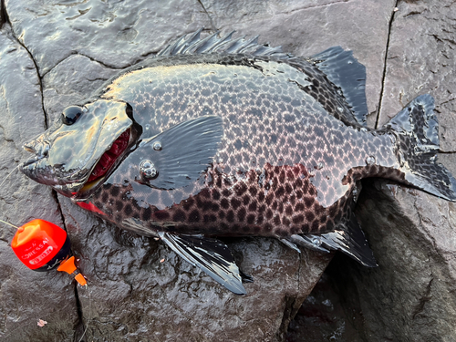 イシガキダイの釣果