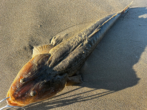 マゴチの釣果