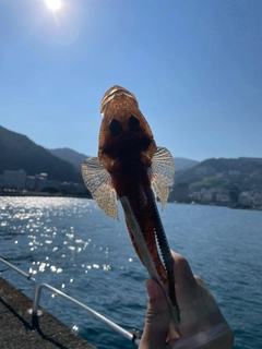 ワニゴチの釣果