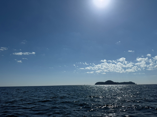 ハマチの釣果