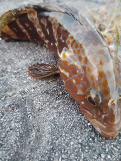 キジハタの釣果