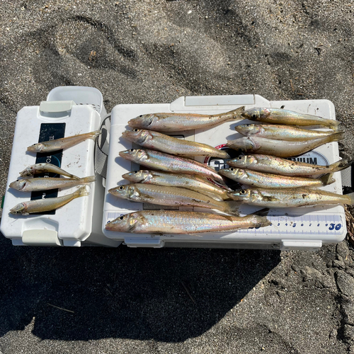 シロギスの釣果