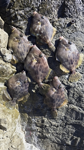 カワハギの釣果