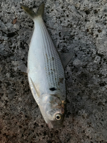 コノシロの釣果