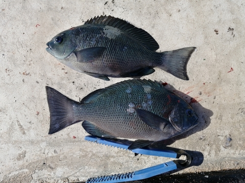 メジナの釣果