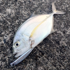 カスミアジの釣果