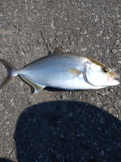 ショゴの釣果