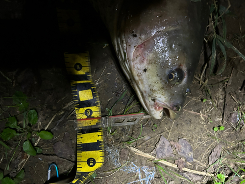 ソウギョの釣果