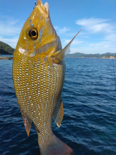 ネリゴの釣果