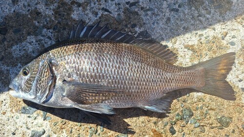 チヌの釣果