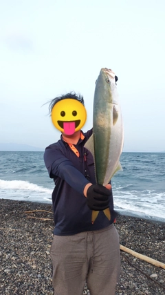 イナダの釣果