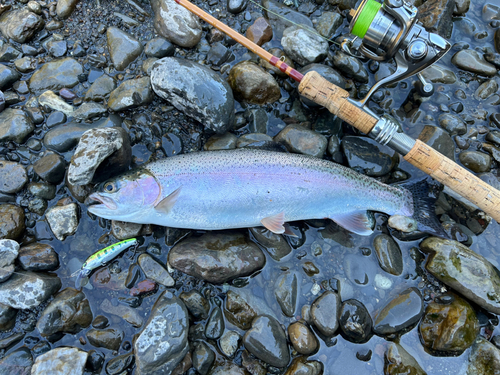 ニジマスの釣果