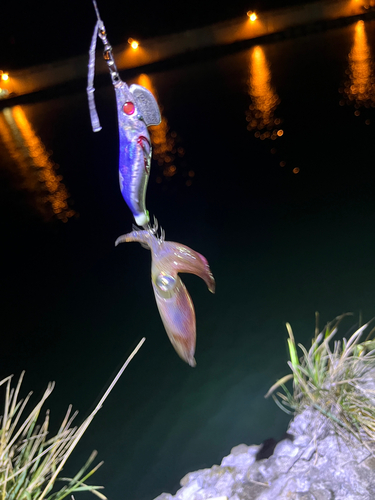 マメイカの釣果