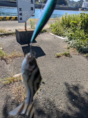 オオモンハタの釣果