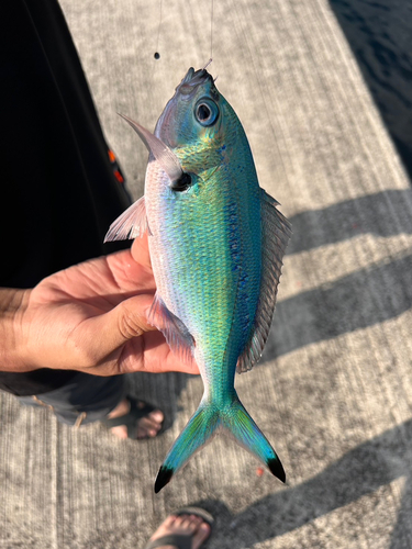 ハナタカサゴの釣果