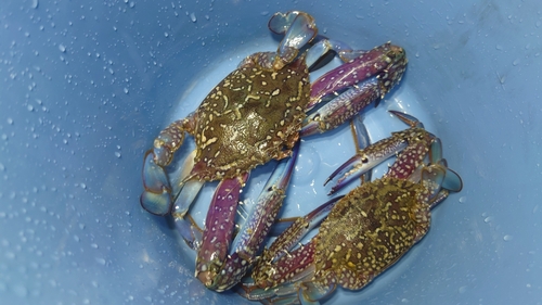 タイワンガザミの釣果