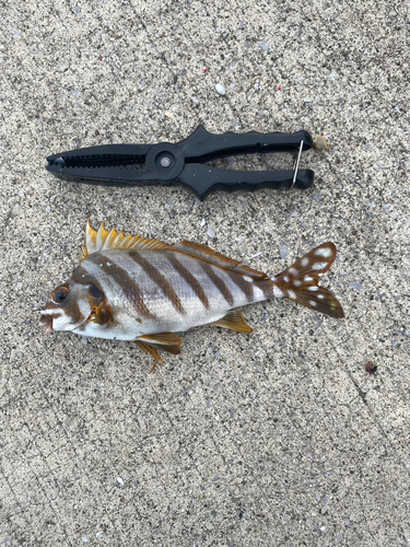 タカノハダイの釣果