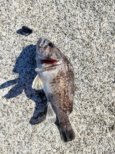 クロソイの釣果