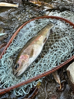 ニジマスの釣果