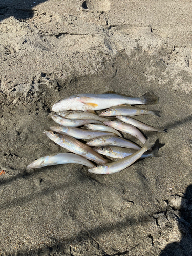 キスの釣果